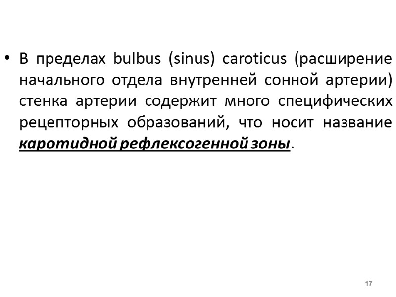 В пределах bulbus (sinus) caroticus (расширение начального отдела внутренней сонной артерии) стенка артерии содержит